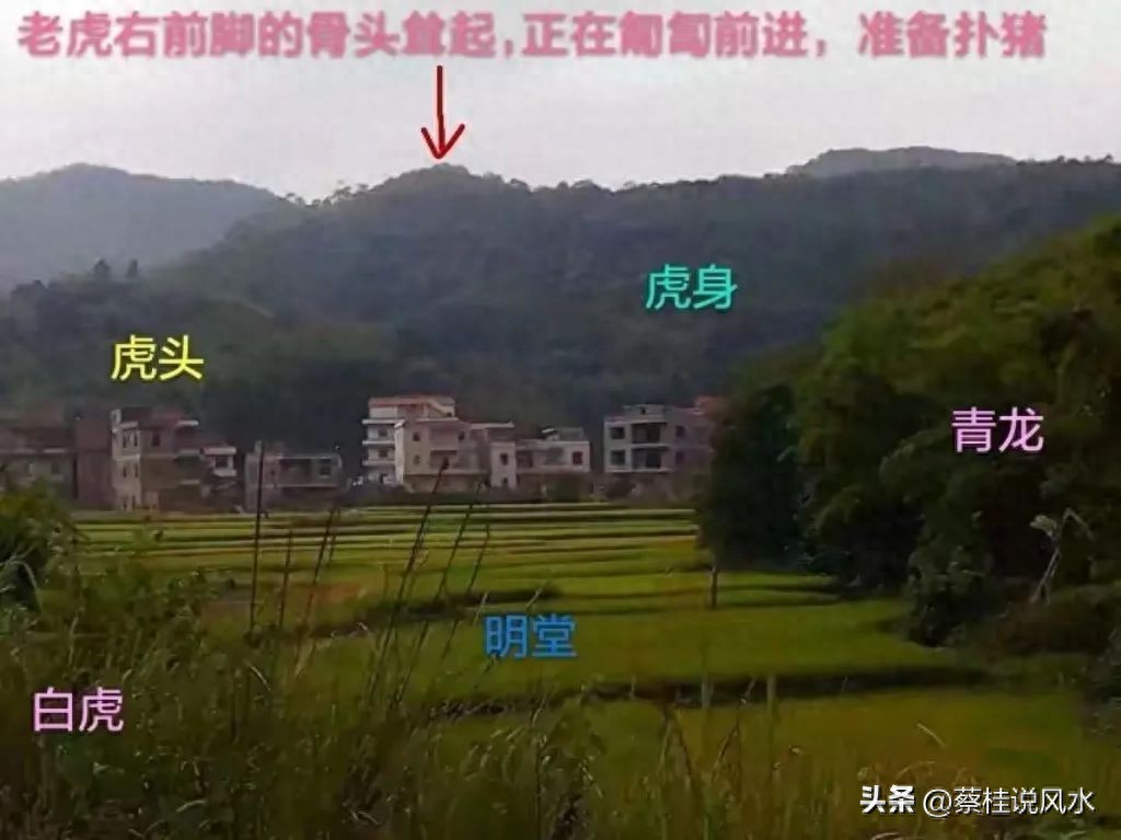 风水中的猛虎结穴专注正文，可接受检阅验证。