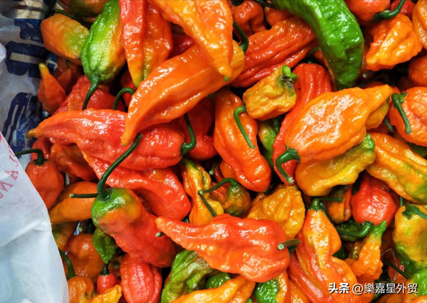 最辣的辣椒是什么椒（世界最辣的辣椒排行前7 ）