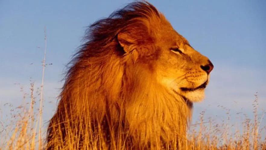 火象星座“三傻“真的傻吗？懂的人都懂