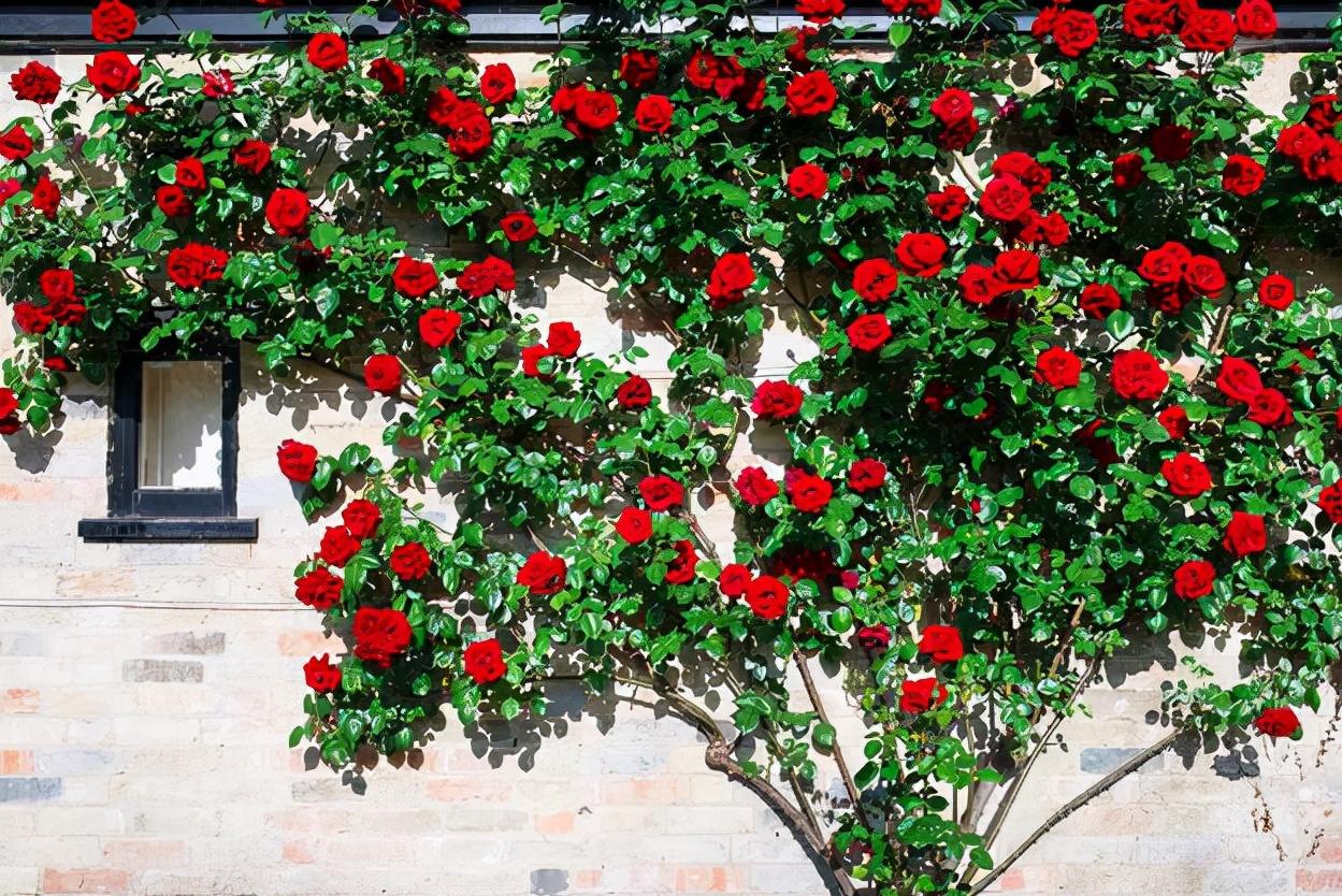 什么是亲和力？如何提高亲和力？