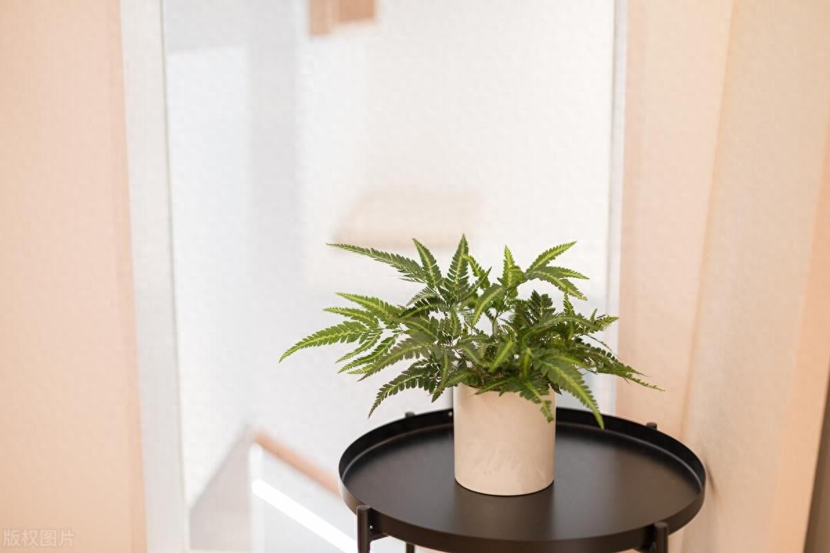 不想活了到底该怎么办_不想活了是怎么了