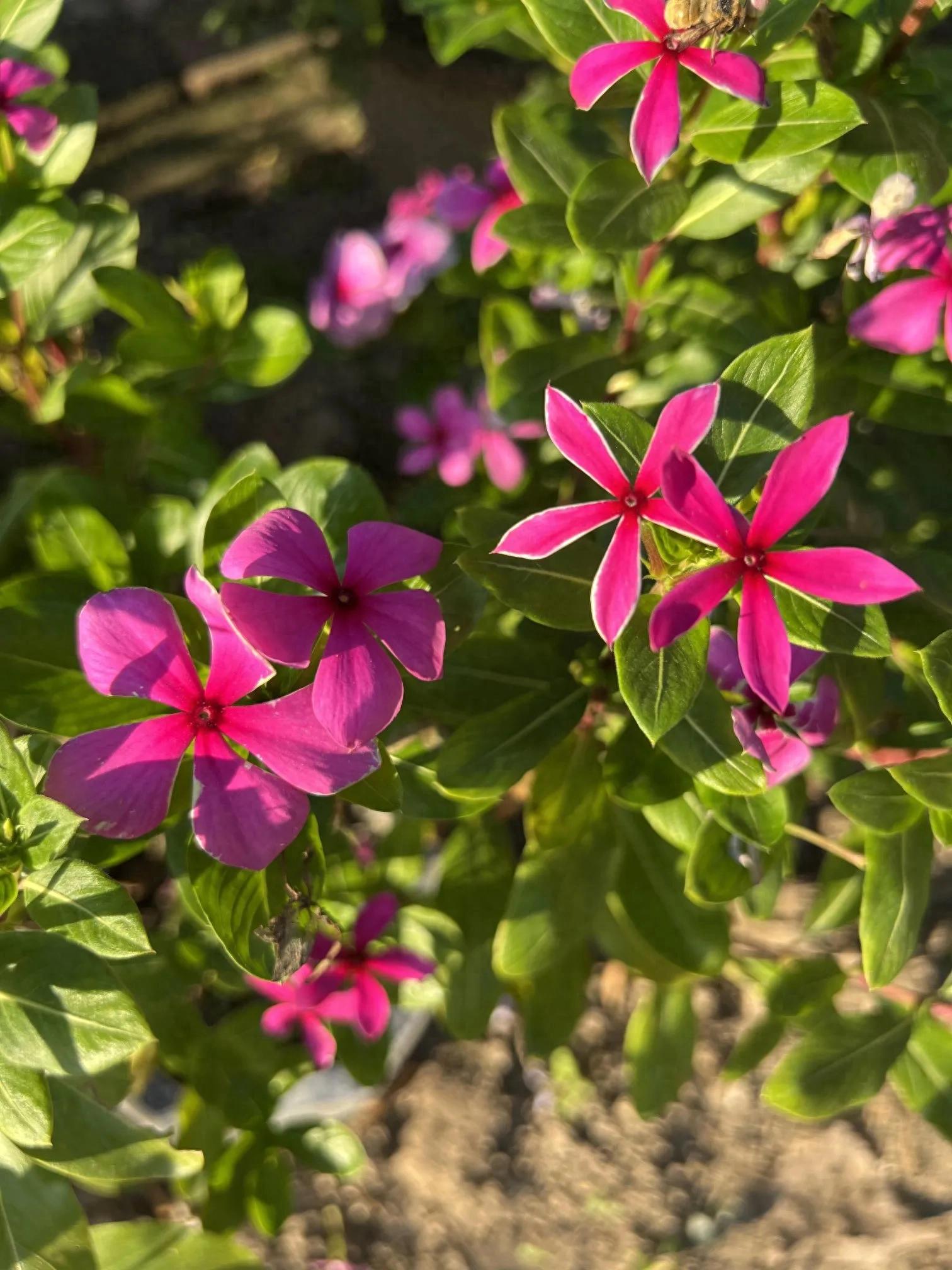 白羊座的性格、特点，你身边的白羊座是这样的吗？