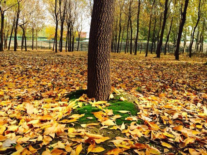 恋母_恋母免费师在线_恋母有什么危害吗