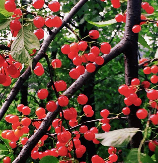 野樱桃，别名缠条子，早春开花有白色、粉红色，野生于山林之中